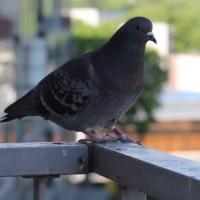 Jos The Pigeon's Online Memorial Photo